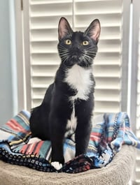 Jango - Photo 1