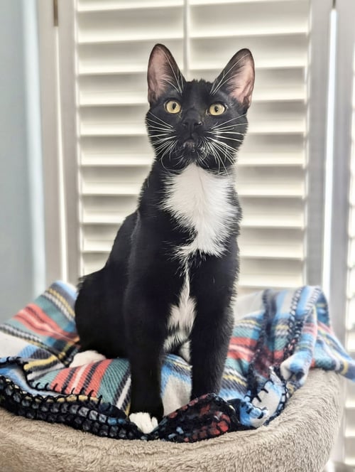 JANGO - Domestic Short Hair / Tuxedo available for adoption