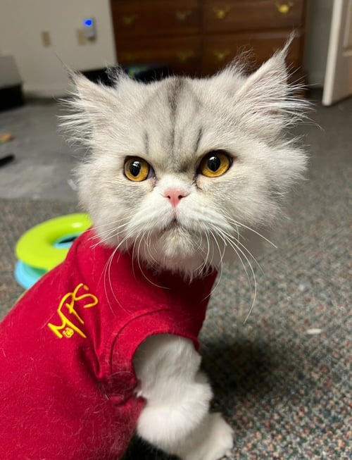 PRISCILLA