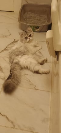 Priscilla - Photo 2