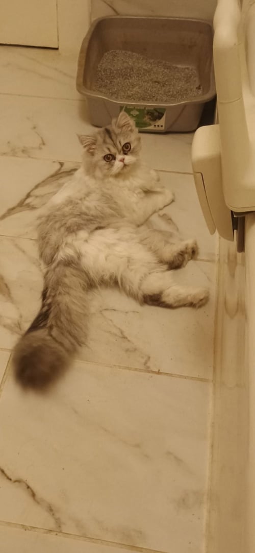 PRISCILLA - Persian available for adoption