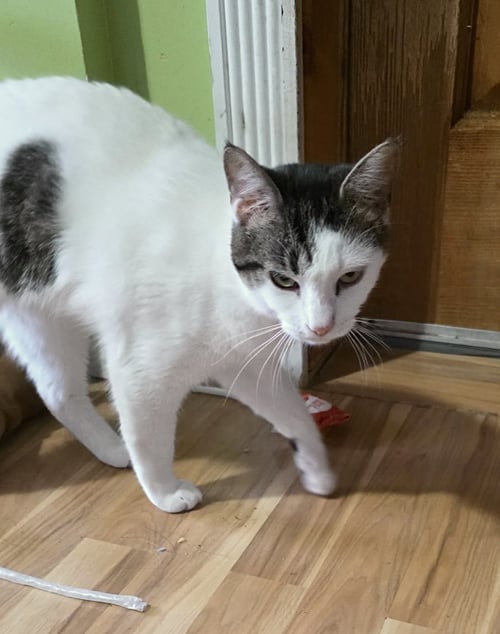 PANDA - Domestic Short Hair / Tabby available for adoption
