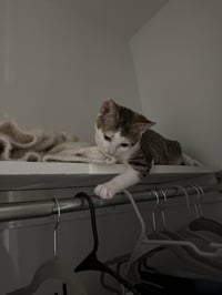 Lord Fluffernut - Photo 3