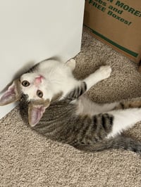 Lord Fluffernut - Photo 1