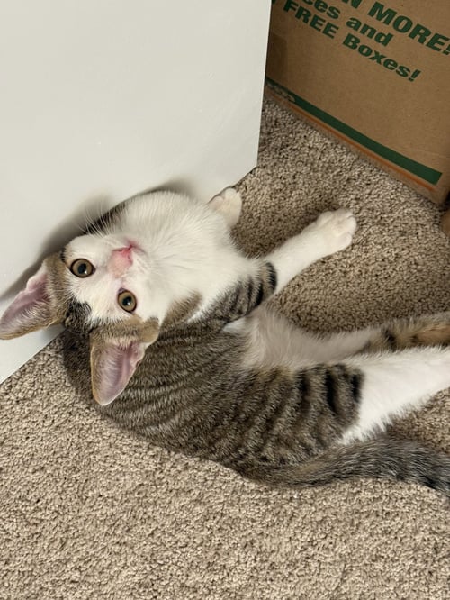 LORD FLUFFERNUT - Domestic Medium Hair / Tabby for adoption in Harrisburg