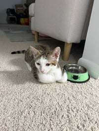 Lord Fluffernut - Photo 2