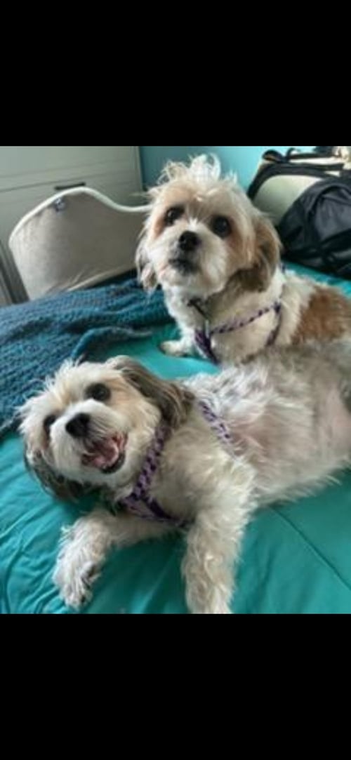 RUSTY & LUNA - Shih Tzu available for adoption