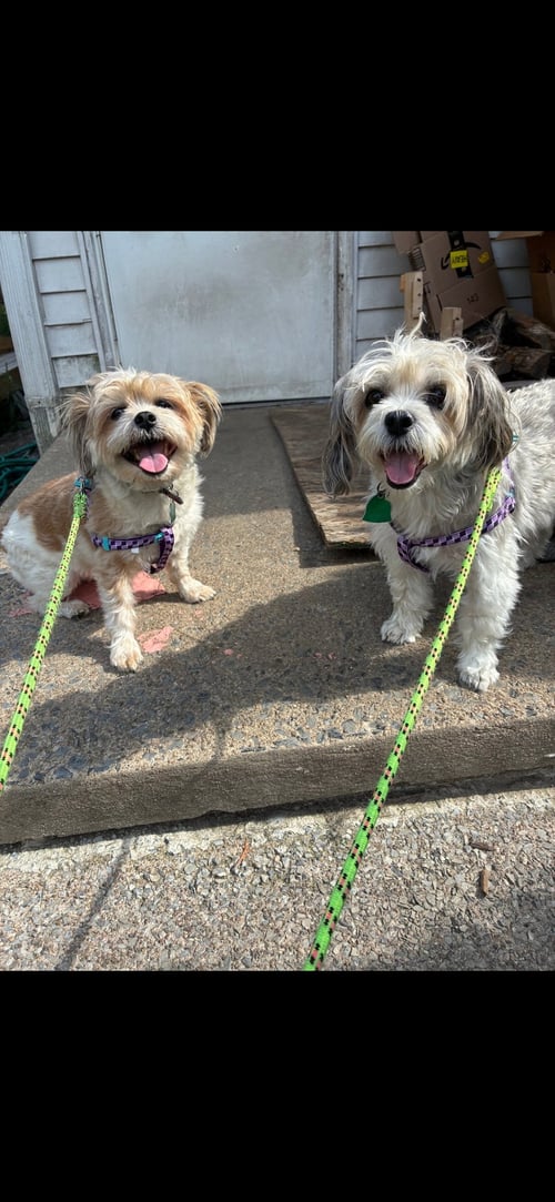 RUSTY & LUNA - Shih Tzu available for adoption