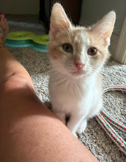 ASIAGO - Domestic Short Hair available for adoption