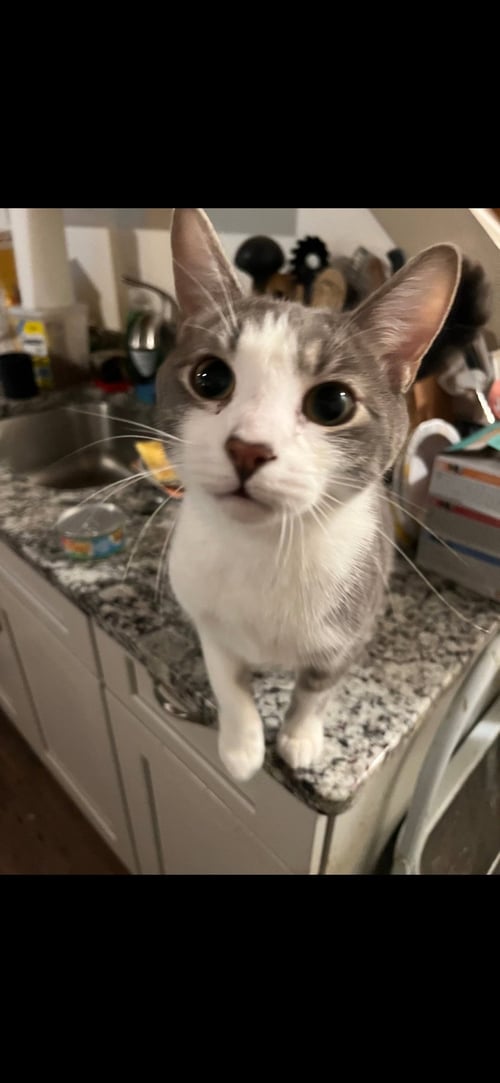 WHISKEY - Siamese / Domestic Short Hair available for adoption