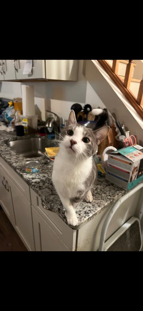 WHISKEY - Siamese / Domestic Short Hair available for adoption
