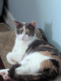 PEBBLES! - Photo 1