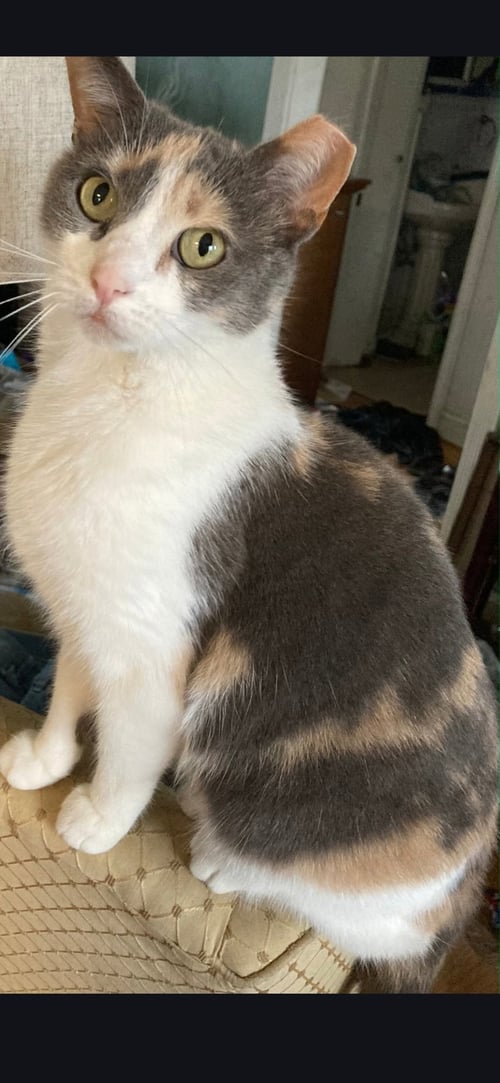 PEBBLES! - Dilute Calico / Domestic Short Hair available for adoption