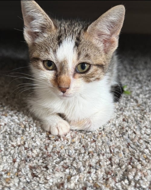 BRIE - Domestic Short Hair available for adoption