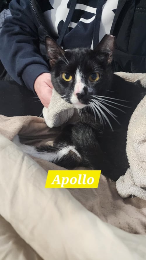 APOLLO - Domestic Short Hair available for adoption