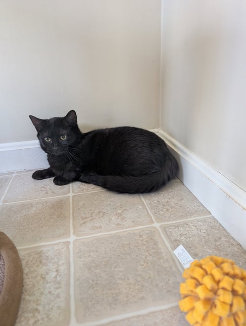 FERN - Domestic Short Hair available for adoption