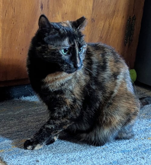 AMETHYST - American Shorthair available for adoption