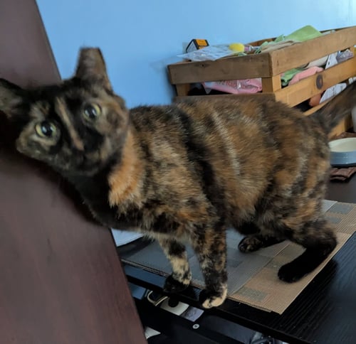 AMETHYST - American Shorthair available for adoption
