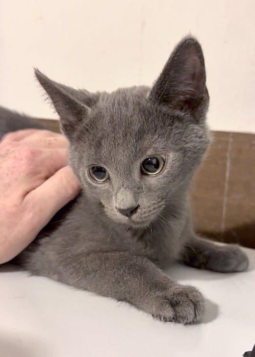 FISTICUFFS - Domestic Short Hair available for adoption
