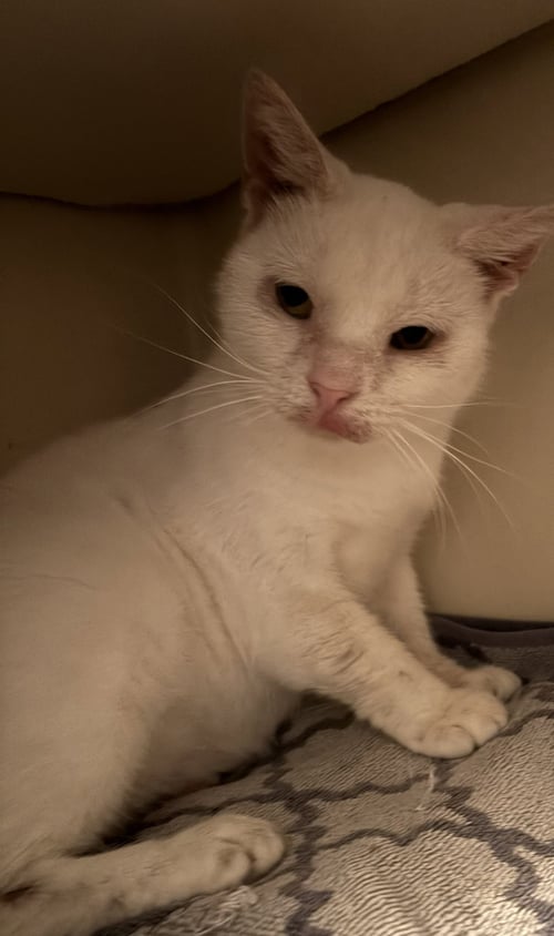 SNOWBALL - Domestic Short Hair available for adoption