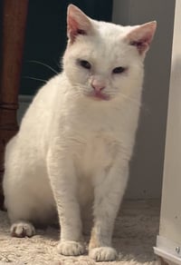 Snowball - Photo 4