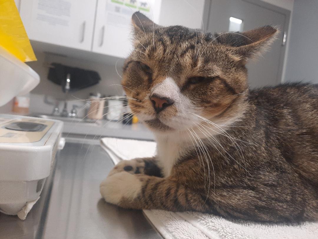 ROMAN - MEET ME AT THE WEST SHORE PETCO! - Domestic Short Hair available for adoption