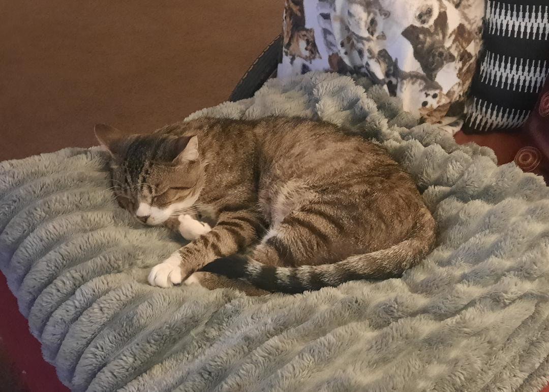 ROMAN - Meet me at the West Shore Petco! - Photo 3