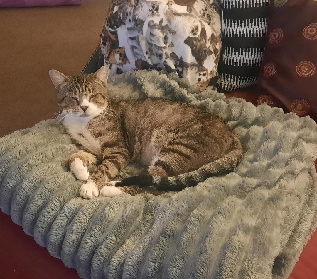 ROMAN - Meet me at the West Shore Petco! - Photo 4