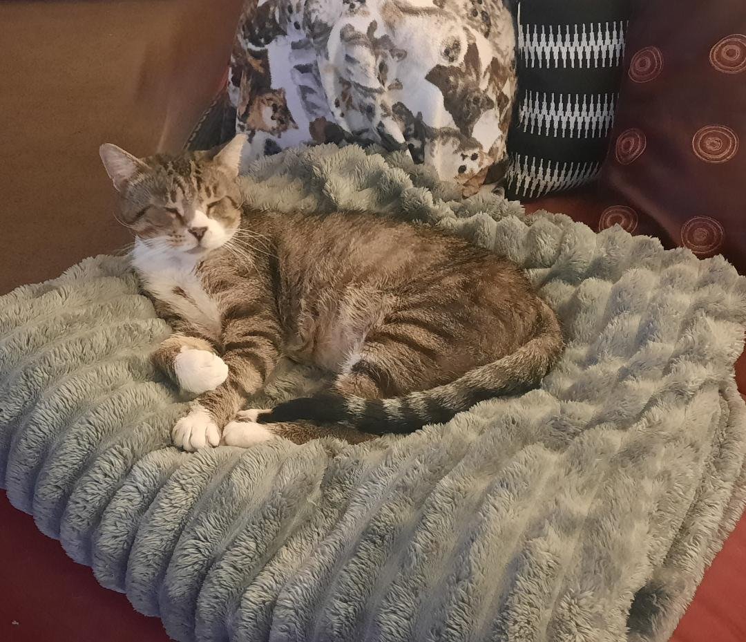 ROMAN - Meet me at the West Shore Petco! - Photo 5