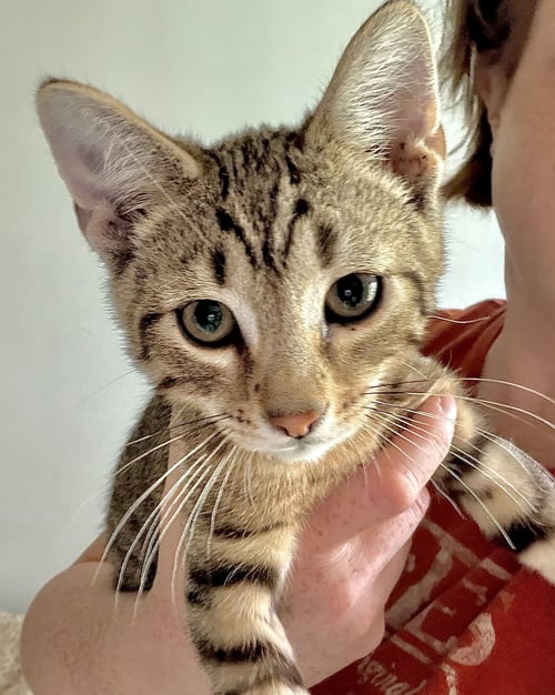 BRASS KNUCKLES - Tabby / Domestic Short Hair available for adoption