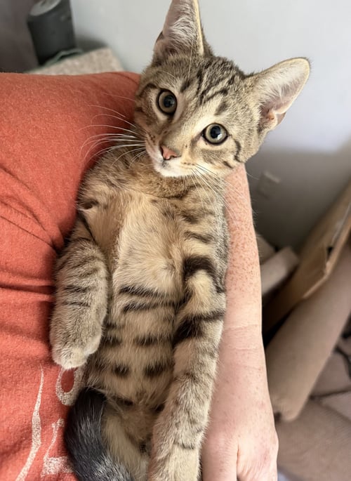 BRASS KNUCKLES - Tabby / Domestic Short Hair available for adoption