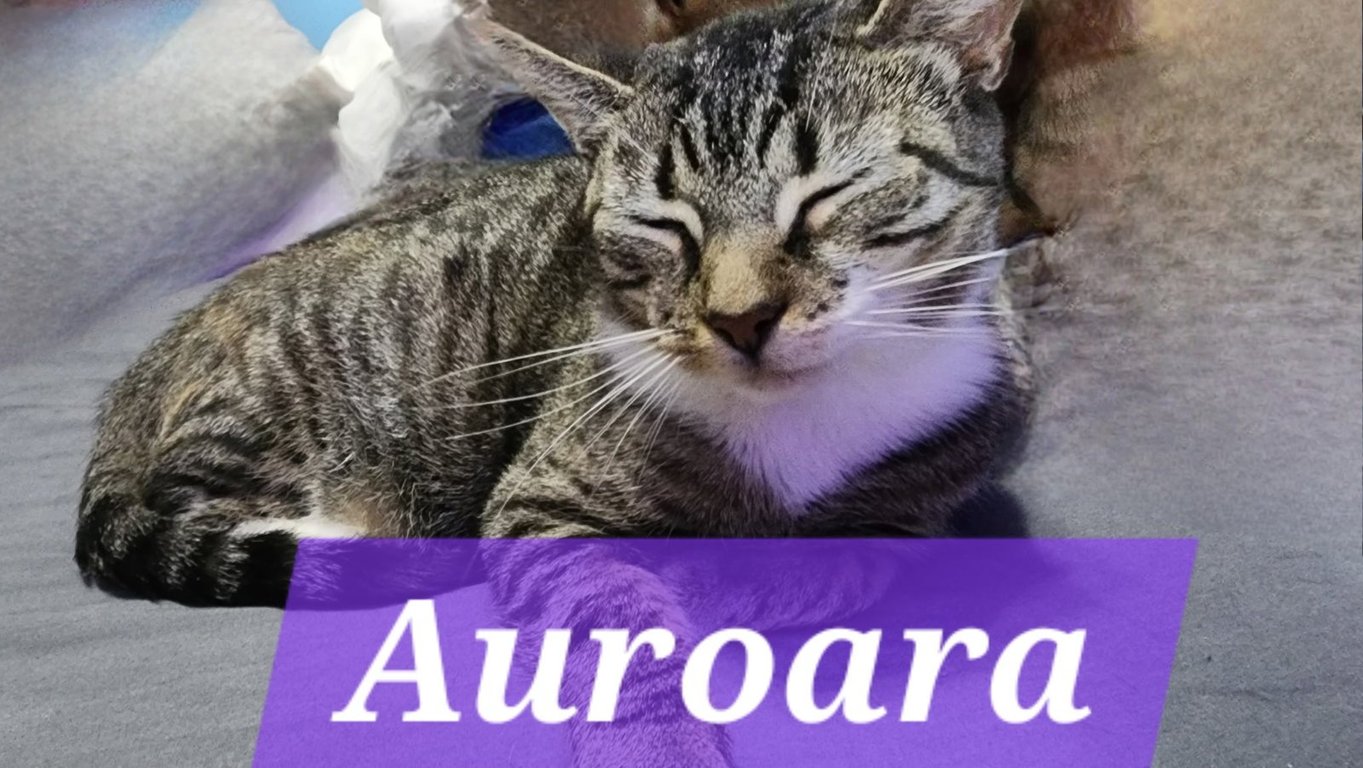 Auroara Image