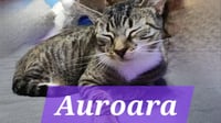 Auroara - Photo 1