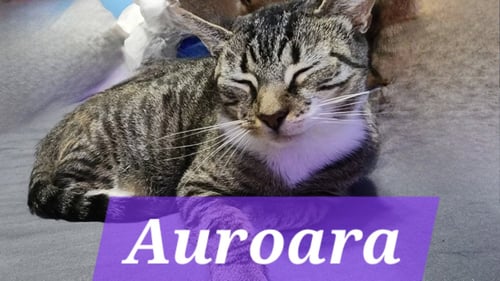 AUROARA - Domestic Short Hair available for adoption