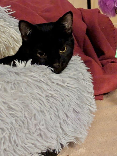 SHELDON - Domestic Short Hair available for adoption