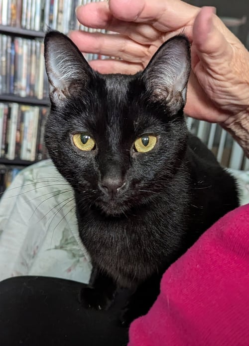 SHELDON - Domestic Short Hair available for adoption