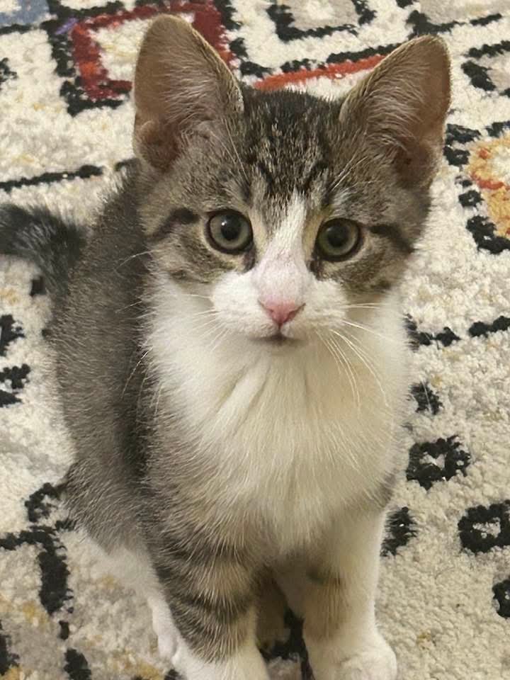 MOXIE - Domestic Short Hair available for adoption