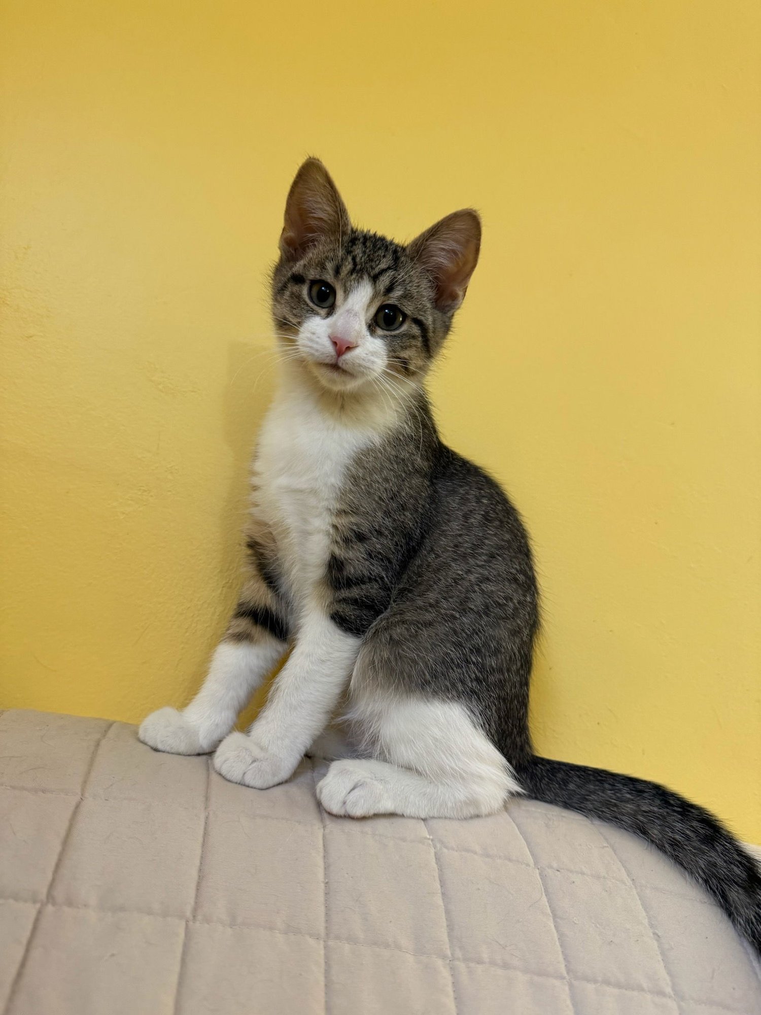 MOXIE - Domestic Short Hair available for adoption