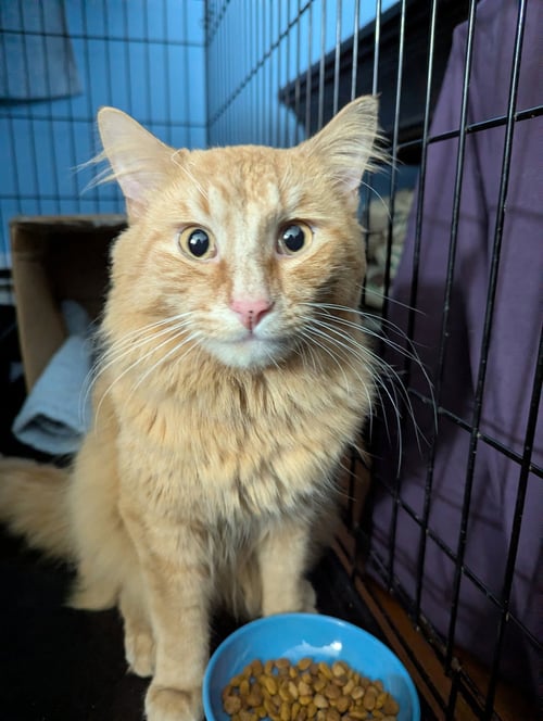 REUBEN - Domestic Long Hair available for adoption