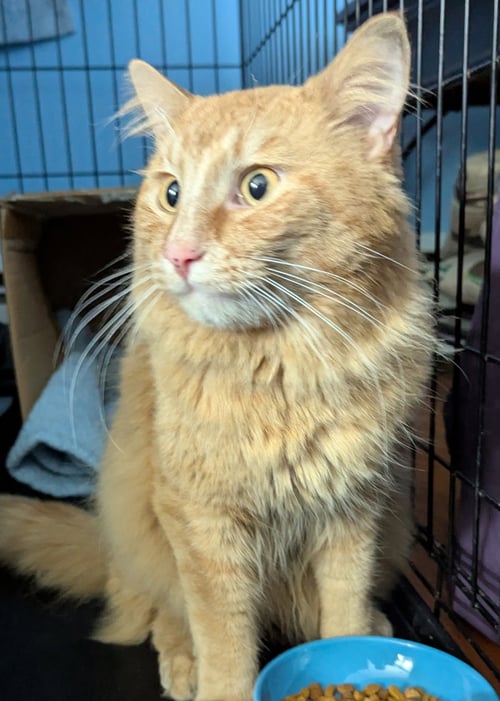 REUBEN - Domestic Long Hair available for adoption
