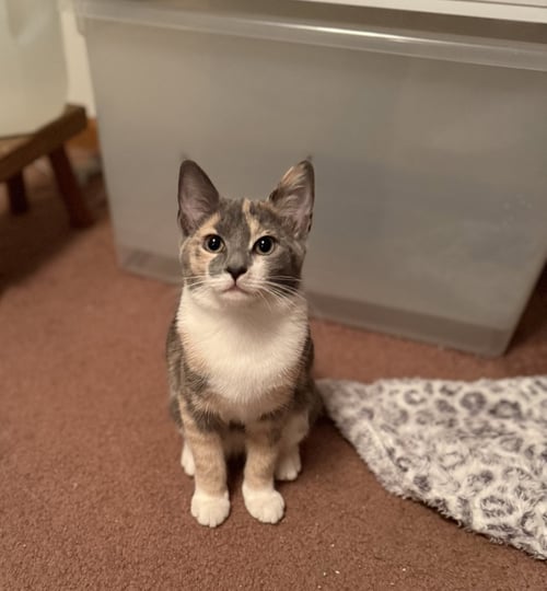 DIXIE - Dilute Calico / Domestic Short Hair available for adoption