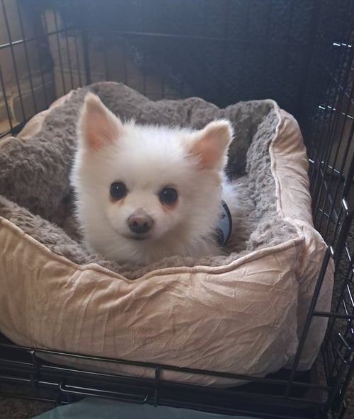 OZZY - Pomeranian available for adoption