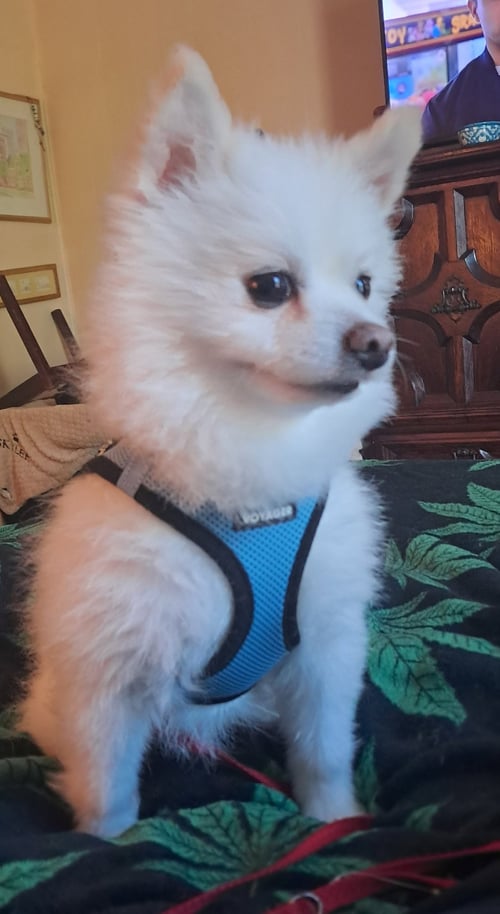 OZZY - Pomeranian available for adoption