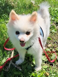 Ozzy - Photo 3
