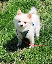 Ozzy - Photo 5