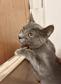 Portabella - Photo 3