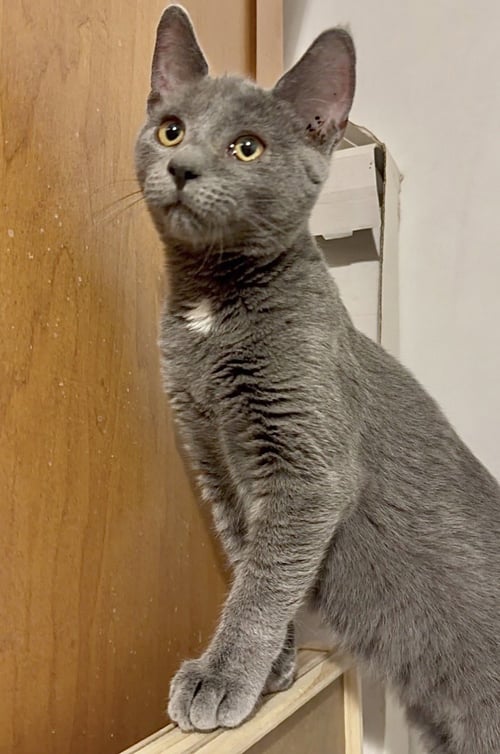 PORTABELLA - Domestic Short Hair available for adoption