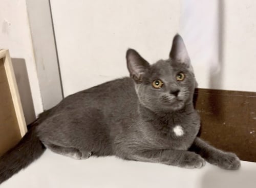 PORTABELLA - Domestic Short Hair available for adoption