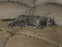 Luna - Photo 4