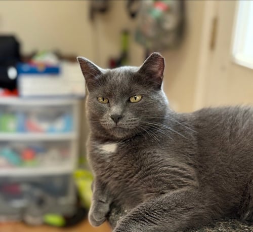 LUNA - Domestic Short Hair available for adoption